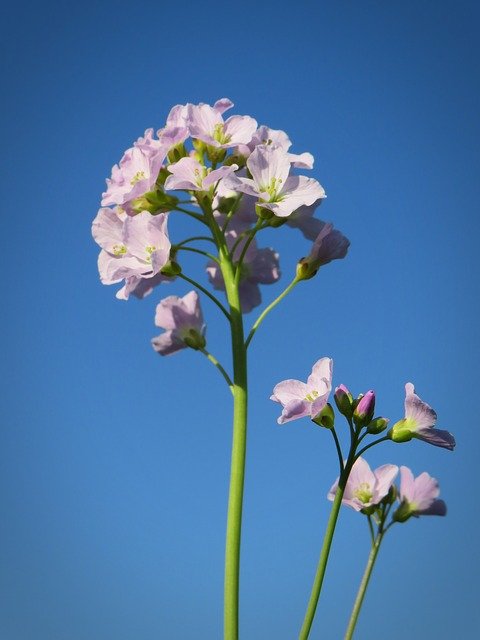 Free download Smock Herb Blossom -  free photo or picture to be edited with GIMP online image editor