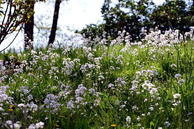 Free download Smock Meadow Cuckoo Flower -  free photo or picture to be edited with GIMP online image editor