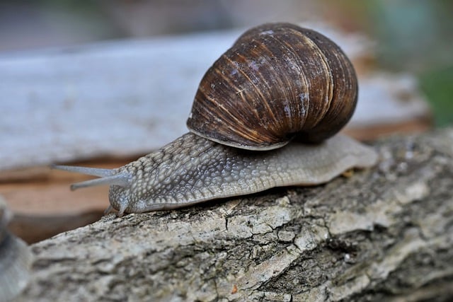 Free download snail animal mollusk snail species free picture to be edited with GIMP free online image editor