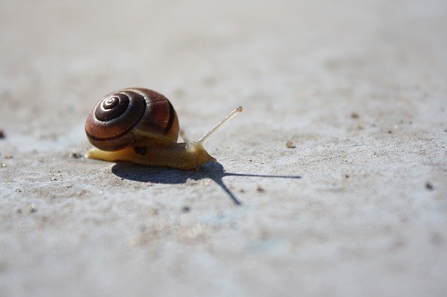 Free download Snail Concrete Animal -  free photo or picture to be edited with GIMP online image editor