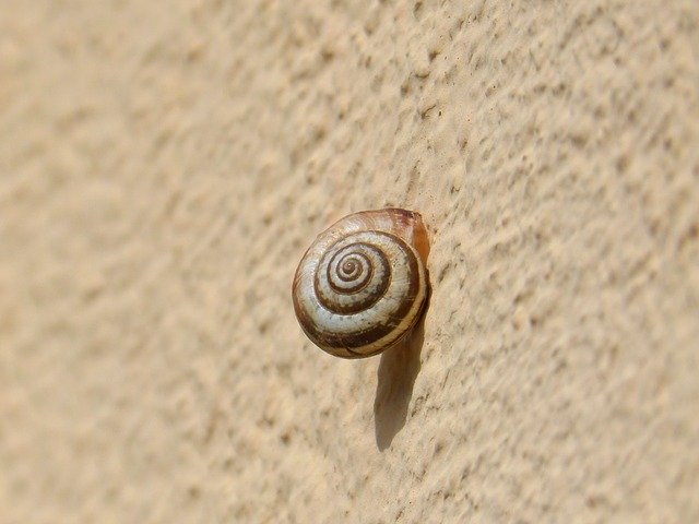 Free download Snail Contrast Spiral -  free photo or picture to be edited with GIMP online image editor