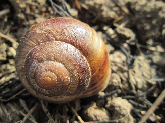 Free download Snail Earth Shell -  free photo or picture to be edited with GIMP online image editor