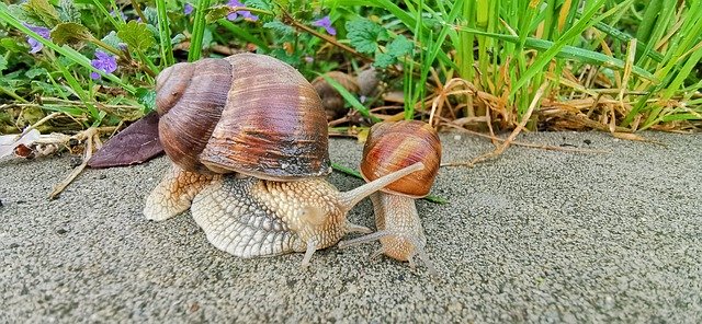 Free download Snail Family Snails On The Road -  free photo or picture to be edited with GIMP online image editor