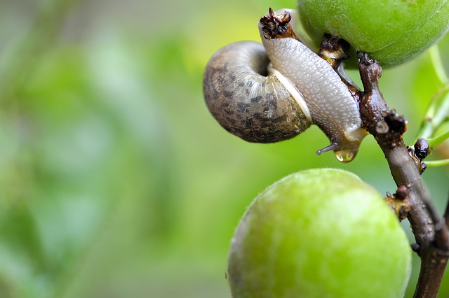 Free download snail fruit spring water drops free picture to be edited with GIMP free online image editor