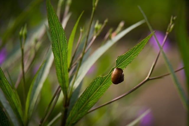 Free download snail garden leaves nature animal free picture to be edited with GIMP free online image editor