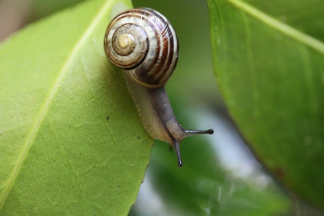 Free download snail garden snail banded snail free picture to be edited with GIMP free online image editor