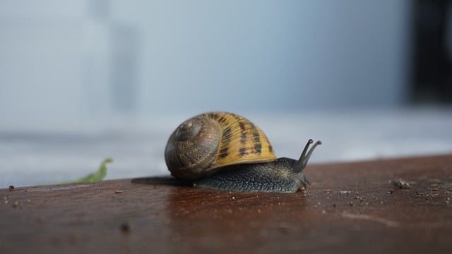 Free download snail garden snail biology free picture to be edited with GIMP free online image editor