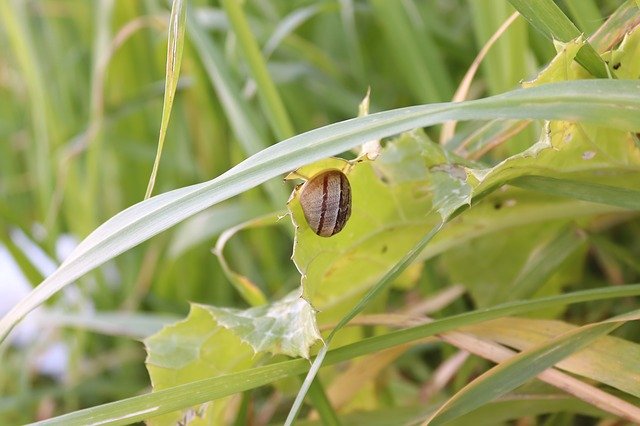 Free download Snail Green Grass -  free photo or picture to be edited with GIMP online image editor