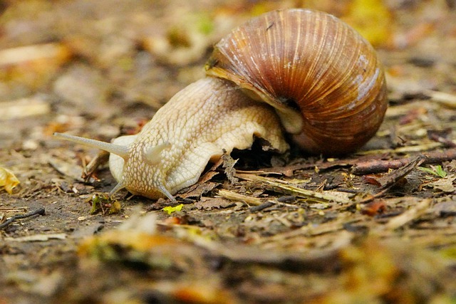 Free download snail helix pomatia grapevine snail free picture to be edited with GIMP free online image editor