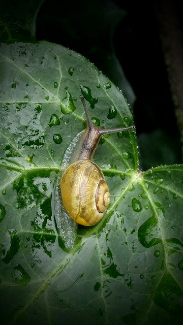 Free download Snail Ivy Leaf -  free photo or picture to be edited with GIMP online image editor