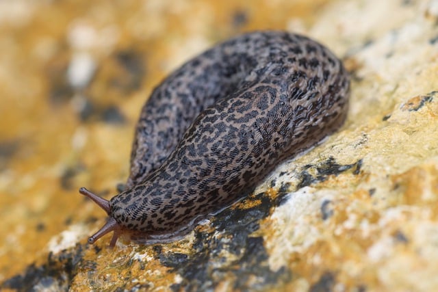 Free download snail leopard snail tiger snail free picture to be edited with GIMP free online image editor