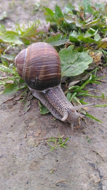 Free download Snail Macro Nature -  free photo or picture to be edited with GIMP online image editor