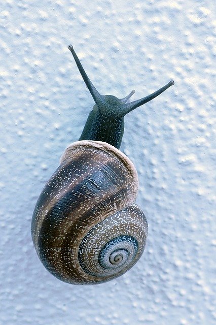 Free download Snail Mollusc Huisjesslak -  free photo or picture to be edited with GIMP online image editor