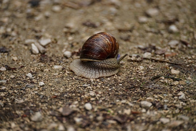 Free download snail mollusk snail species animal free picture to be edited with GIMP free online image editor