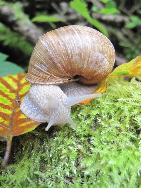 Free download Snail Moss Shell -  free photo or picture to be edited with GIMP online image editor