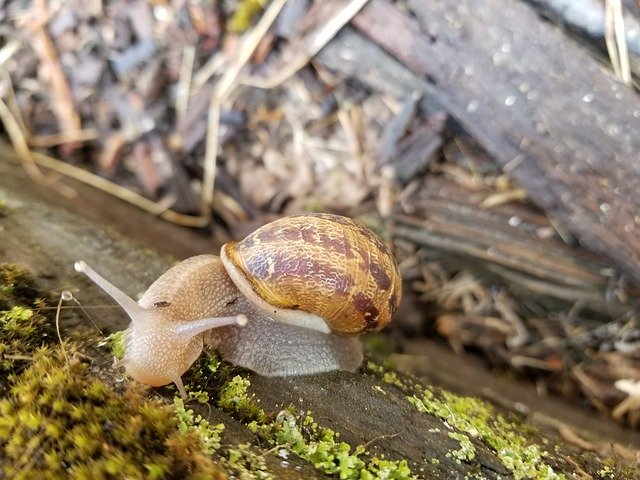 Free download Snail Nature Garden -  free photo or picture to be edited with GIMP online image editor