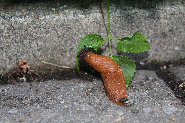 Free download Snail Nature Mollusk -  free photo or picture to be edited with GIMP online image editor