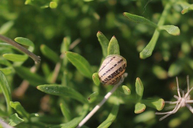 Free download Snail Nature Spiral -  free photo or picture to be edited with GIMP online image editor