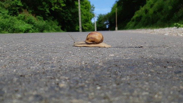 Free download Snail Road Brave -  free photo or picture to be edited with GIMP online image editor