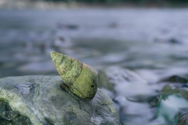 Free download snail rock river green water free picture to be edited with GIMP free online image editor