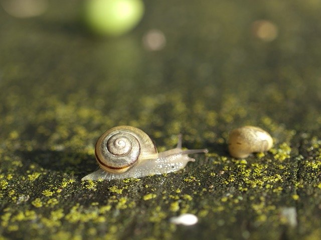 Free download Snail Seashell Nature -  free photo or picture to be edited with GIMP online image editor