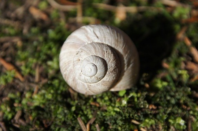 Free download Snail Shell Animal -  free photo or picture to be edited with GIMP online image editor