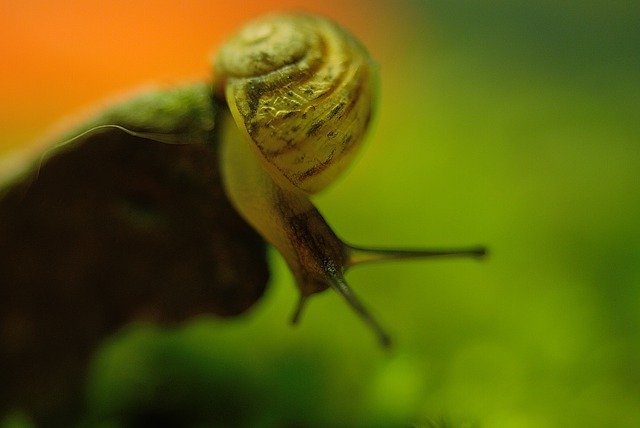 Free download Snail Shell Creature -  free photo or picture to be edited with GIMP online image editor