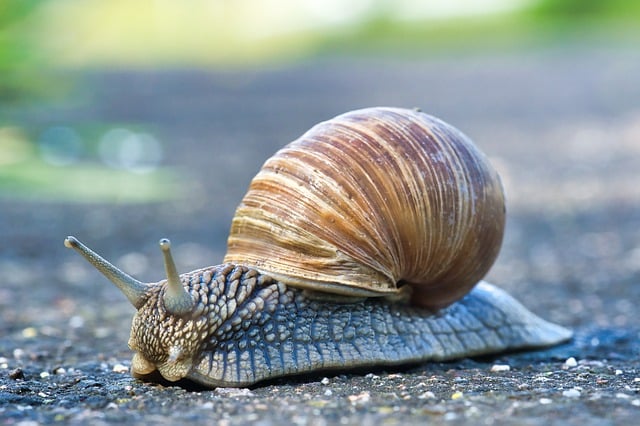 Free download snail shell mollusc creeping animal free picture to be edited with GIMP free online image editor