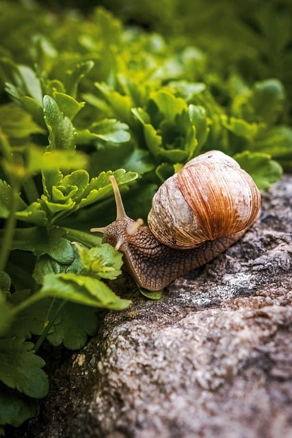 Free download snail shell mollusk gastropod free picture to be edited with GIMP free online image editor