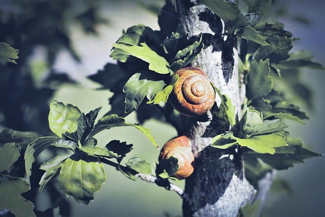 Free download snail shell snail house tree sheet free picture to be edited with GIMP free online image editor