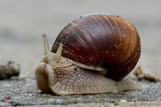 Free download snail slow mollusk species free picture to be edited with GIMP free online image editor