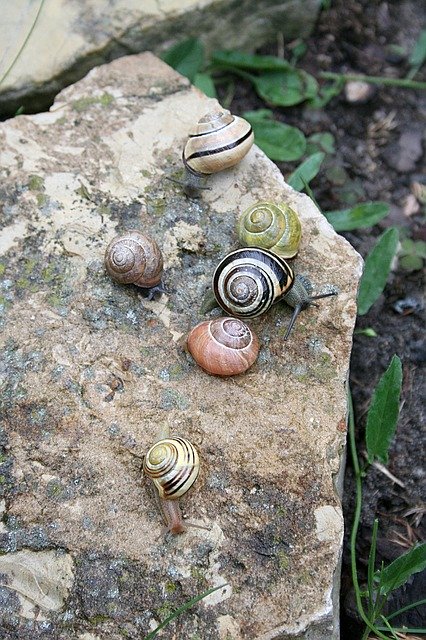 Free download Snails Seashell Rain -  free photo or picture to be edited with GIMP online image editor