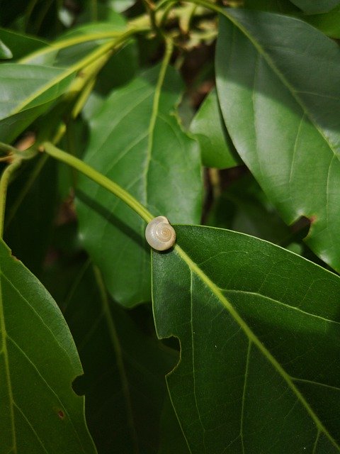 Free download Snail Tree Insect -  free photo or picture to be edited with GIMP online image editor