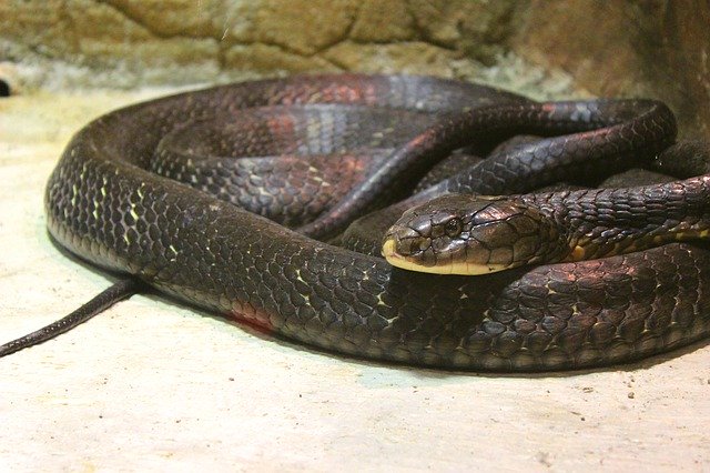 Free download Snake Animal Zoo -  free photo or picture to be edited with GIMP online image editor