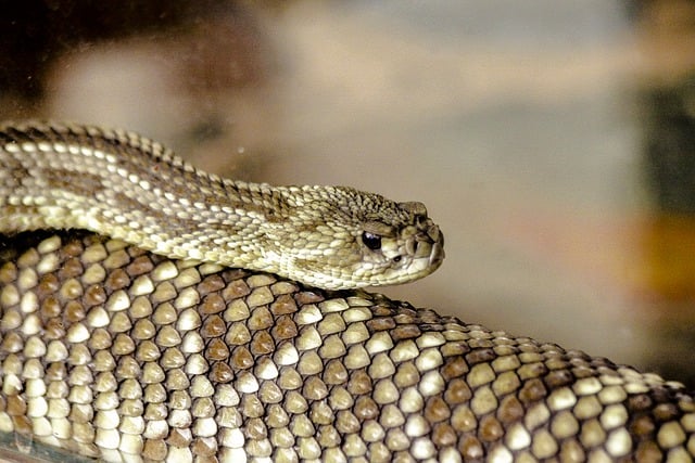 Free download snake rattlesnake free picture to be edited with GIMP free online image editor