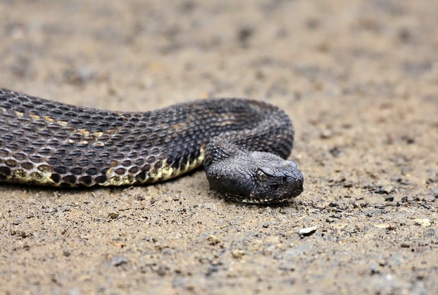 Free download snake rattlesnake animal free picture to be edited with GIMP free online image editor