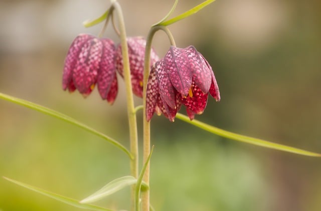 Free download snake s head fritillary free picture to be edited with GIMP free online image editor