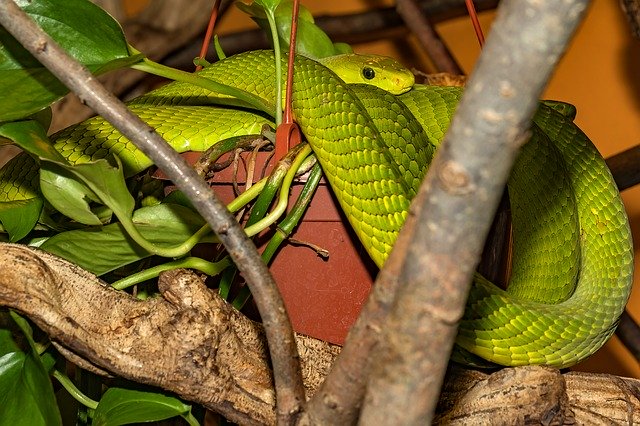 Kostenloser Download Snake Venomous Green - kostenloses Foto oder Bild zur Bearbeitung mit GIMP Online-Bildbearbeitung