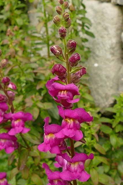 Free download Snapdragon Antirrhinum Plantain -  free photo or picture to be edited with GIMP online image editor