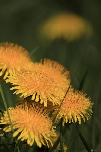 Free download snapdragon dandelion meadow free picture to be edited with GIMP free online image editor