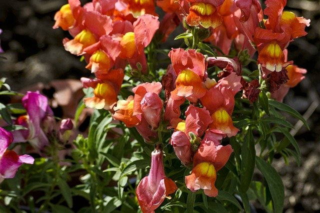 Free download Snapdragon Garden Flower -  free photo or picture to be edited with GIMP online image editor