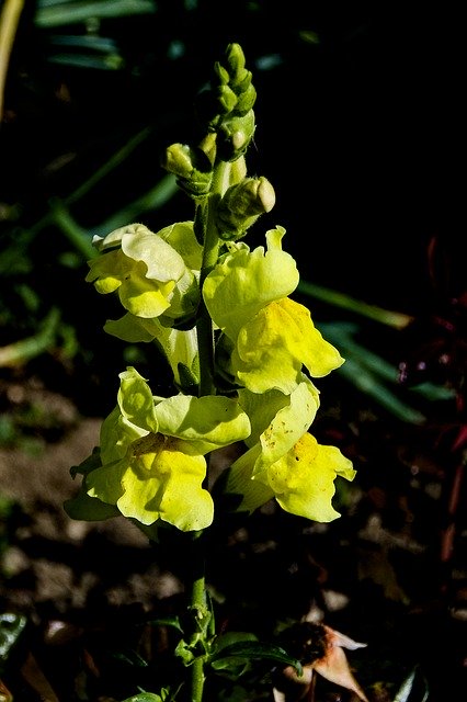 Free download Snapdragon Yellow Flower -  free photo or picture to be edited with GIMP online image editor