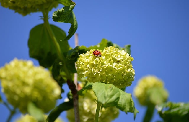 Free download snowball snowball flowers ladybug free picture to be edited with GIMP free online image editor