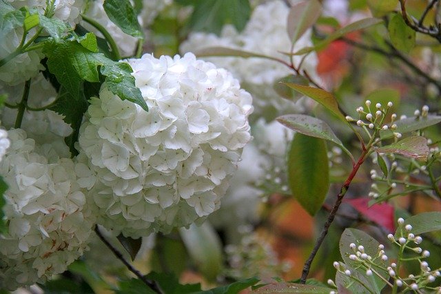 Free download Snowball Viburnum Flower -  free photo or picture to be edited with GIMP online image editor