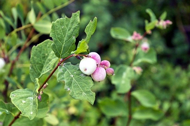 Free download Snowberry Waxberry Ghostberry -  free photo or picture to be edited with GIMP online image editor