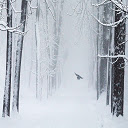 Snow Bird HD Wallpaper Theme  screen for extension Chrome web store in OffiDocs Chromium