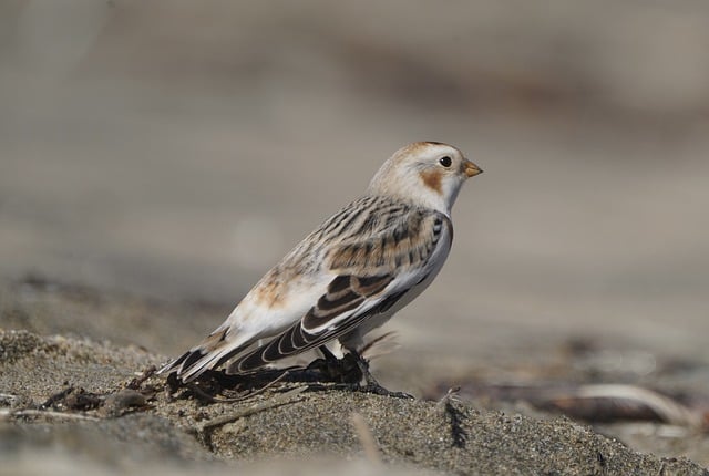 Free download snow bunting bird animal wildlife free picture to be edited with GIMP free online image editor