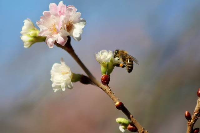 Free download snow cherry winter cherry bee free picture to be edited with GIMP free online image editor