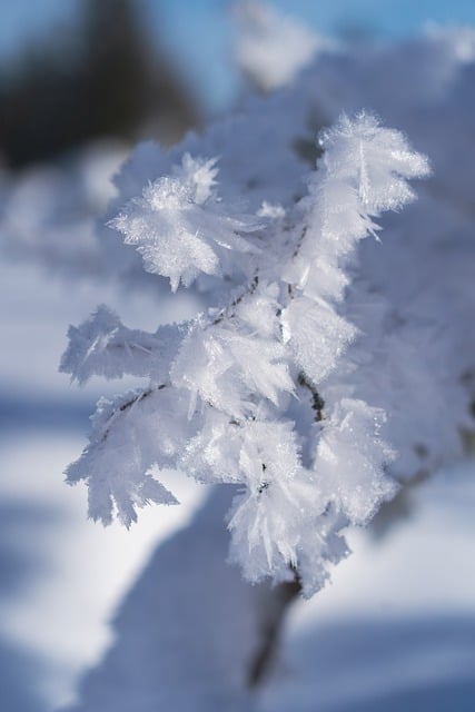 Free download snow crystals ice crystals winter free picture to be edited with GIMP free online image editor