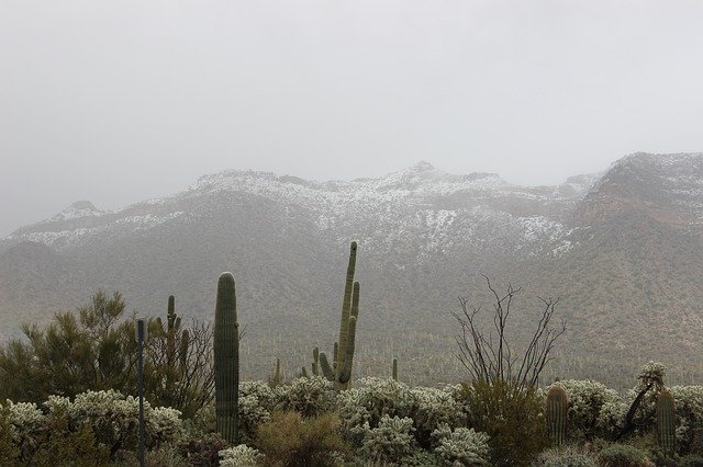 Free download Snow Desert Saguaro -  free photo or picture to be edited with GIMP online image editor